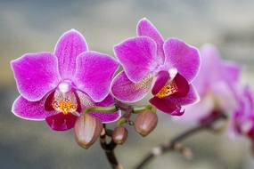 玫红色蝴蝶兰花枝图片